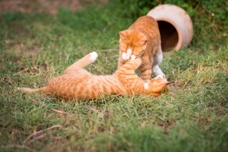 Foto gratuito due gattini rossi