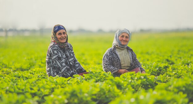 Due lavoratrici che lavorano e che sorridono in una piantagione di tè.