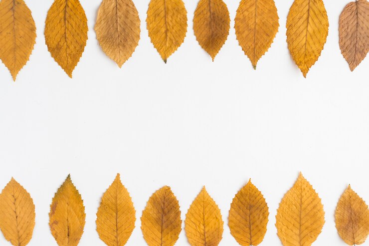 Foto gratuito due linee di foglie fragili