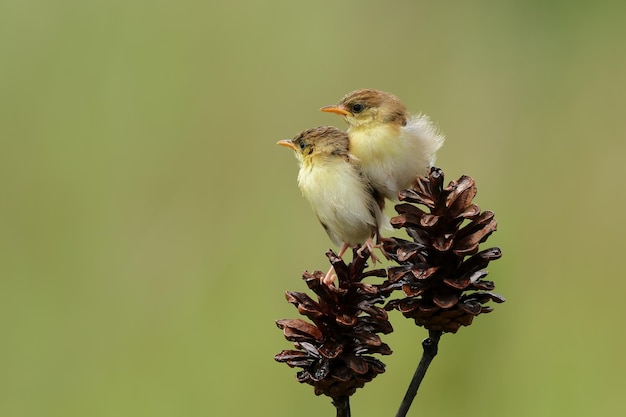 Due piccoli Sunbirds seduti in attesa della loro madre Cinnyris Jugularis