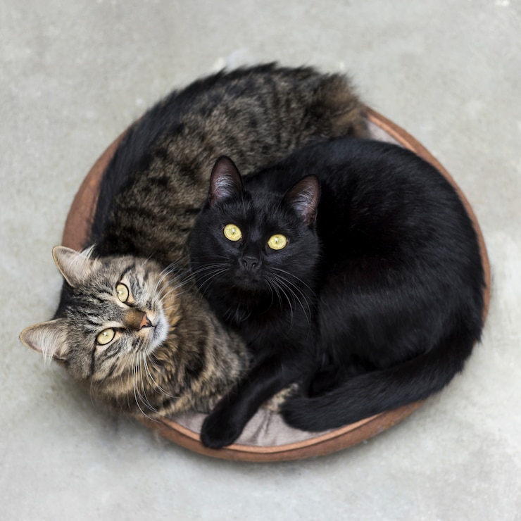 Foto gratuito due simpatici gattini soffici che giace in un cesto guardando sorpreso