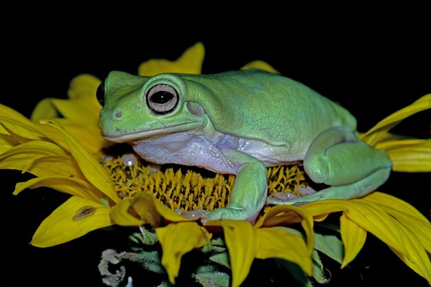 Dumpy rana litoria caerulea sul fiore verde