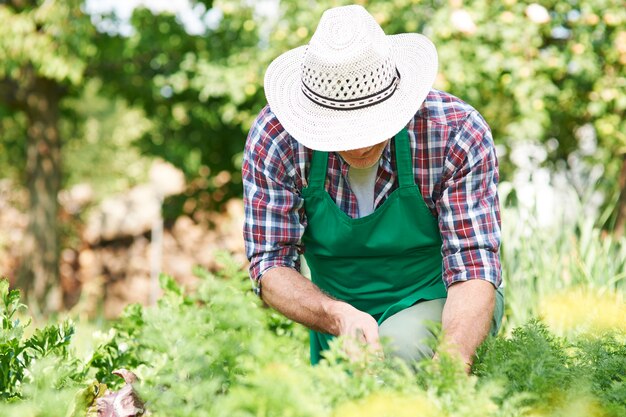 Duro lavoro dell'uomo in giardino