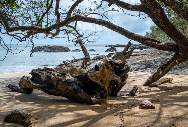 E i rami di un albero sulla spiaggia vicino all'oceano a Cairns Cape Tribulation Australia