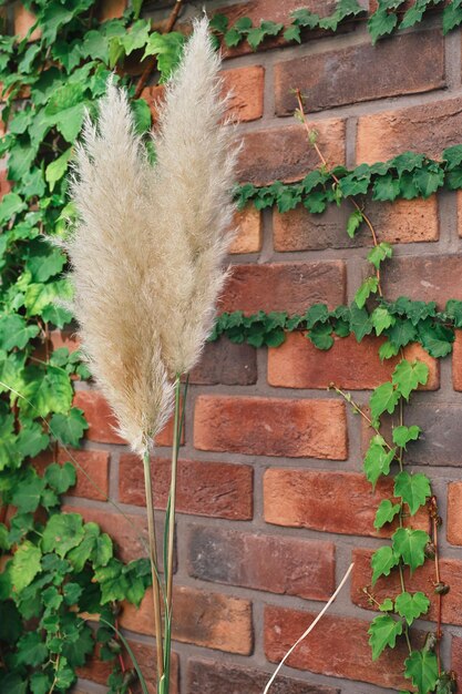 Edera e canne sullo sfondo di un muro di mattoni rossi messa a fuoco selettiva sulle canne Cornice verticale l'idea di decorare lo spazio della casa o dello sfondo dello studio con piante ornamentali per la decorazione