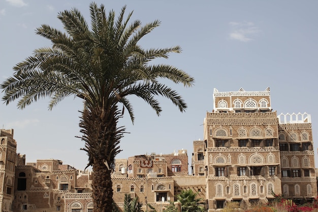 Edifici circondati da palme sotto la luce del sole di giorno a Sana'a, Yemen