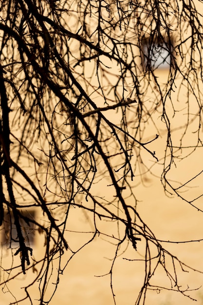 Edificio in cemento sfocato con rami di alberi vuoti