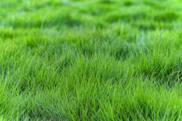 Effetto focale lussureggiante crescita naturale