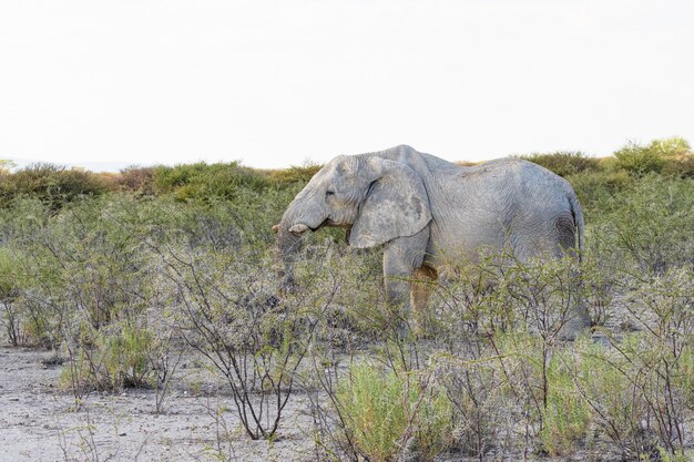 Elefante africano che mangia l'albero di acacia nel parco nazionale di Etosha, Namibia.