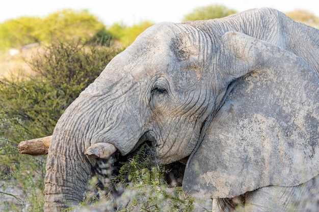 Elefante africano che mangia l'albero di acacia nel parco nazionale di Etosha, Namibia.