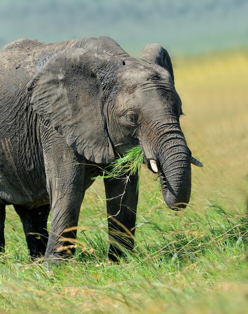 Elefante allo stato selvatico