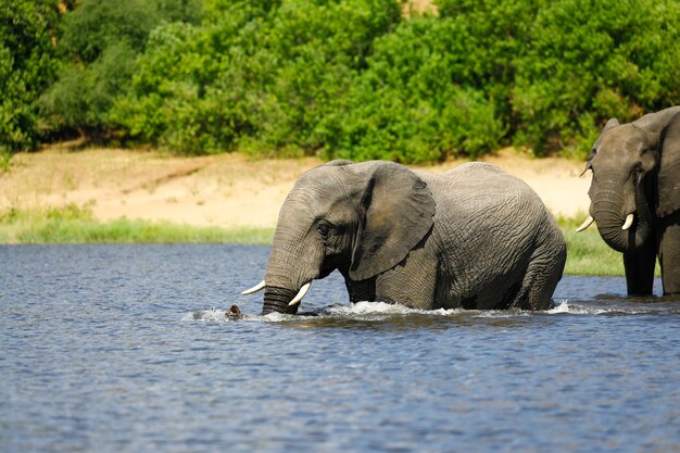 Elefante che beve nel fiume