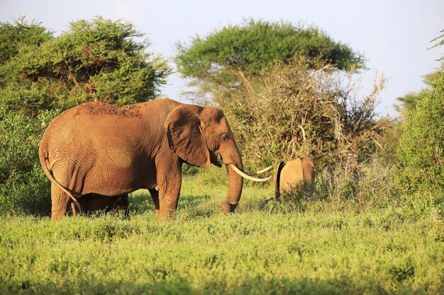 Elefante che cammina nel parco nazionale orientale di Tsavo, Kenya, Africa