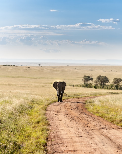 Elefante che cammina nella savana