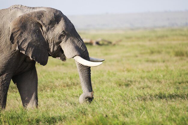 Elefante che cammina su un campo verde in Amboseli Nationalpark, Kenya