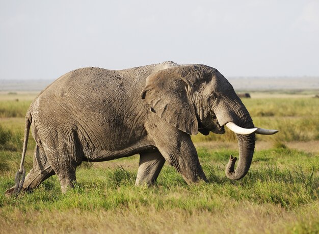 Elefante che cammina su un campo verde in Amboseli Nationalpark, Kenya