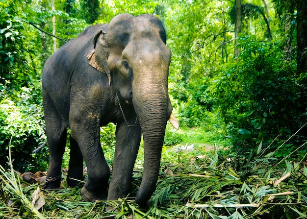 Elefante che lavora nella foresta, Kerala, India.