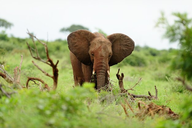 Elefante coperto di fango tra i ceppi di legno su un campo coperto di erba