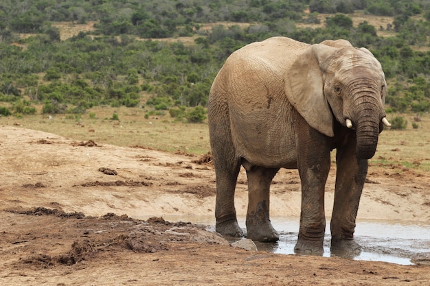 Elefante fangoso che gioca in una pozza d'acqua nella giungla