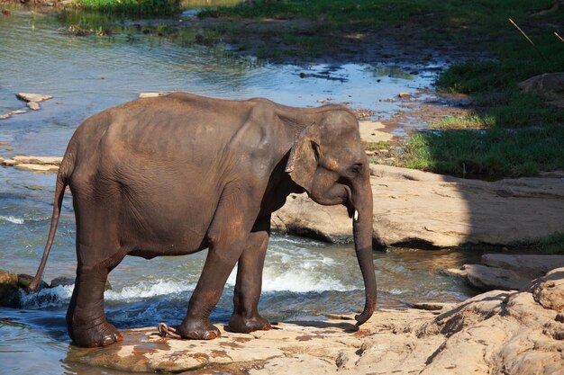 Elefante in Sri Lanka