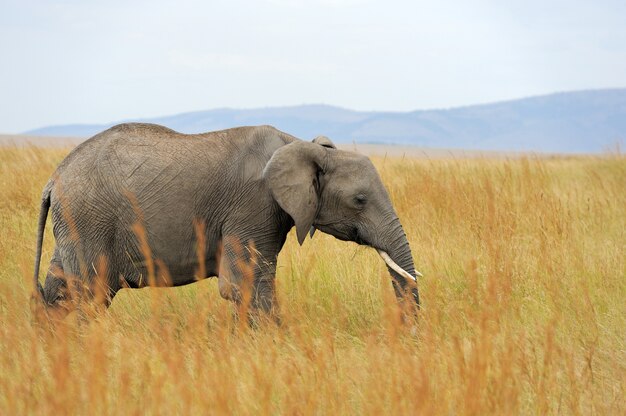 Elefante nel parco nazionale del Kenya, in Africa