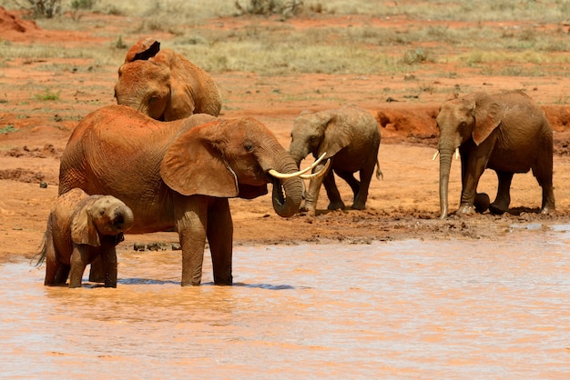 Elefante nel parco nazionale del Kenya, in Africa