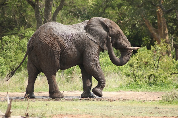 Elefante nella giungla