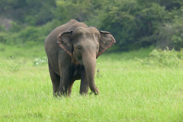 Elefante nella natura