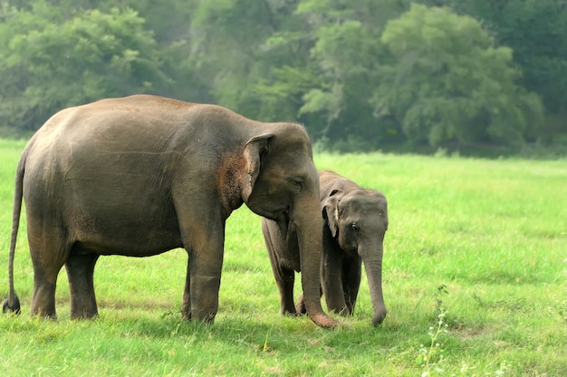 Elefanti nella natura