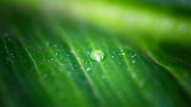 Elevato angolo di macro goccia d'acqua sulla superficie fogliare