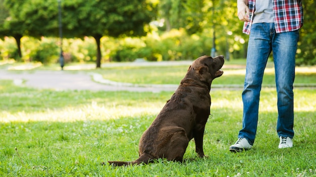 Equipaggi la condizione vicino al suo cane su erba verde