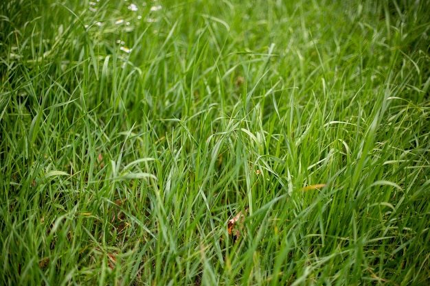 Erba che cresce sul terreno - buona per gli sfondi