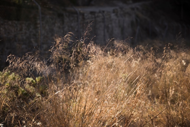 Erba di campo gialla al sole