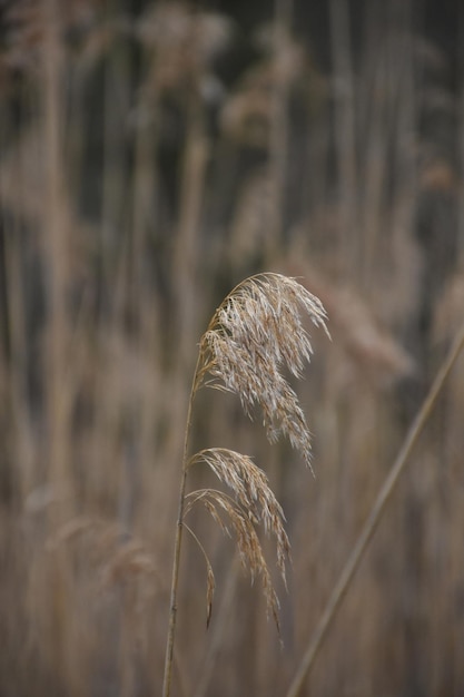 Erba di grano che soffia nel vento