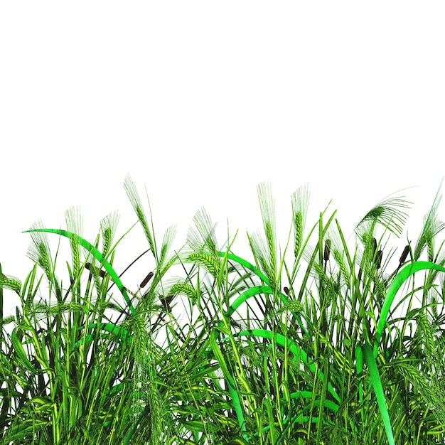 Erba e grano verdi 3D su una priorità bassa bianca