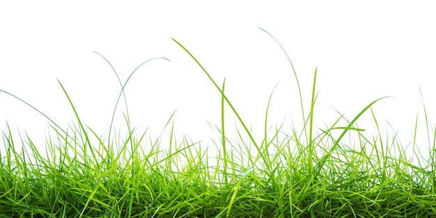 erba fresca verde su sfondo bianco
