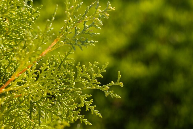 Erba naturale da vicino