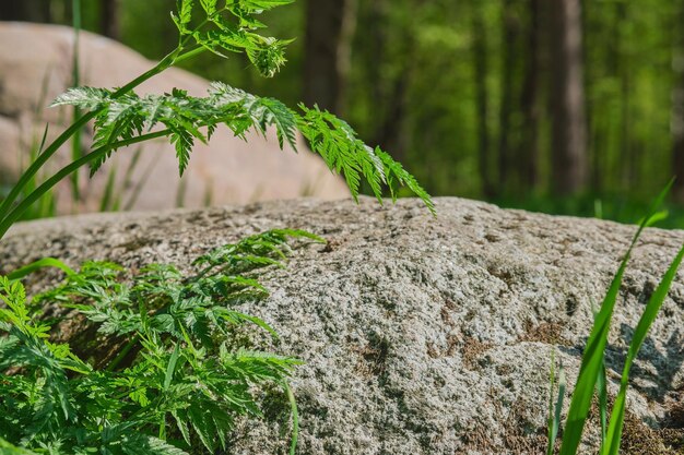 Erba primaverile sullo sfondo della pietra di granito primavera nella foresta settentrionale sfondo verde naturale banner o cartolina Primo piano del fuoco selettivo