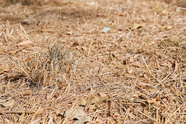 Erba secca e foglie di pascolo secco siccità sulla terra estati calde in Europa e in America nessun raccolto e problemi ambientali dovuti al cambiamento climatico in primo piano