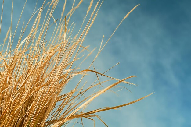 Erba secca o paglia contro un cielo azzurro con nuvole. Avvicinamento. Sfondo naturale naturale