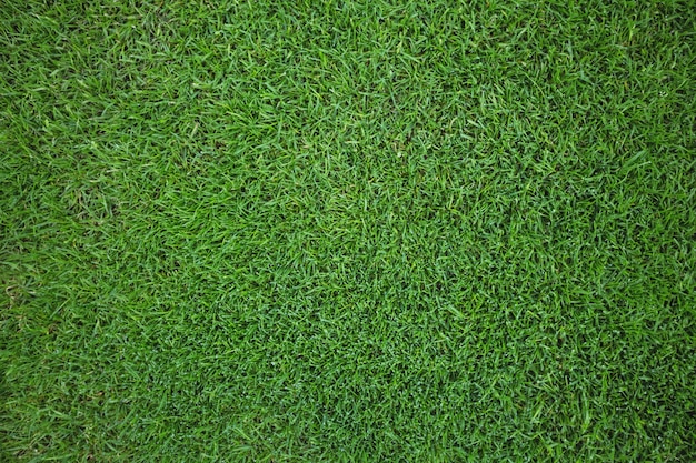 Erba verde campo di fondo