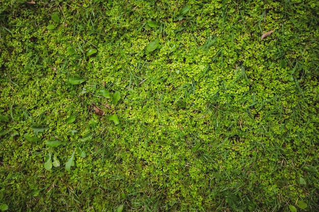 Erba verde campo di fondo