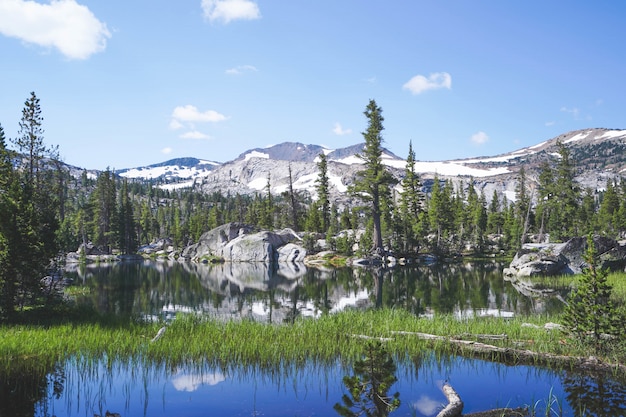 Erba verde che cresce in acqua con alberi e montagne vicino a Lake Tahoe, CA.