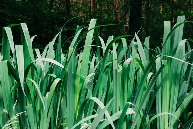 Erba verde che cresce nel giardino durante il giorno