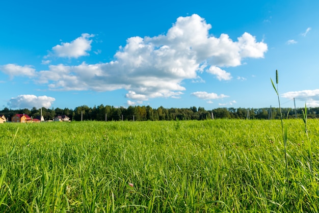 Erba verde e nuvole bianche