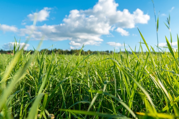 Erba verde e nuvole bianche