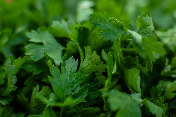Foto gratuito erba verde fresca del prezzemolo