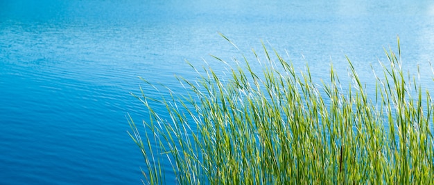 Erba verde sulla riva di un lago calmo in una giornata di sole