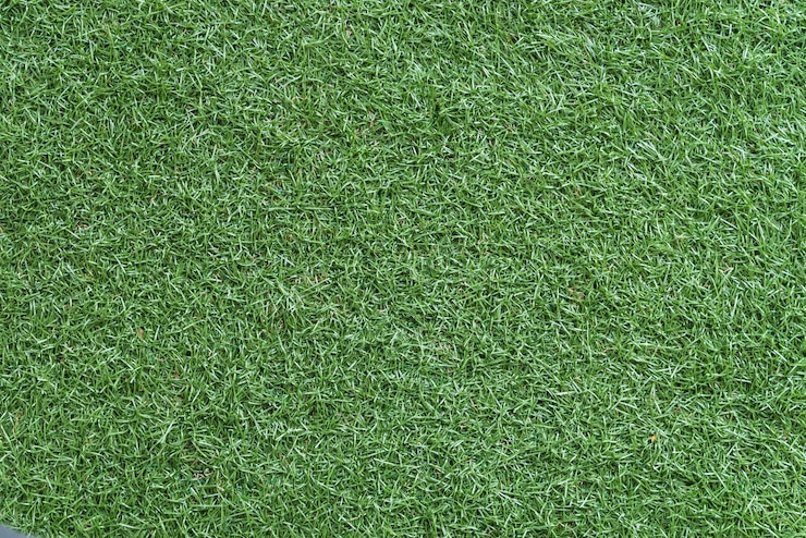 Foto gratuito erba verde