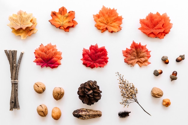 Erbario d&#39;autunno con dettagli di alberi colorati